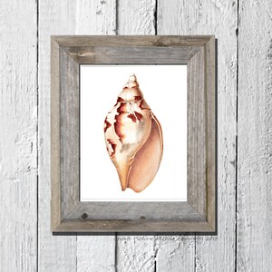 Sea shell art Vintage print no. 6 old print beach Ocean Decor ocean life Natural History sea life art antique nature print 8x10 art print