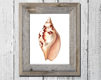 Sea shell art Vintage print no. 6 old print beach Ocean Decor ocean life Natural History sea life art antique nature print 8x10 art print