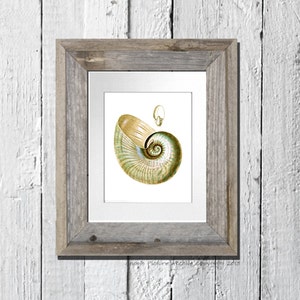 Beach theme Decor Sea Shell Print no.11 Nautilus shell Beach cottage bathroom decor Nautical themed wall art decor 8x10 wall hanging