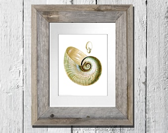 Beach theme Decor Sea Shell Print no.11 Nautilus shell Beach cottage bathroom decor Nautical themed wall art decor 8x10 wall hanging