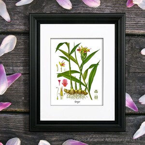 May include: A botanical illustration of ginger, featuring a detailed depiction of the plant's leaves, flowers, and roots. The illustration is framed in black and set against a wooden background.