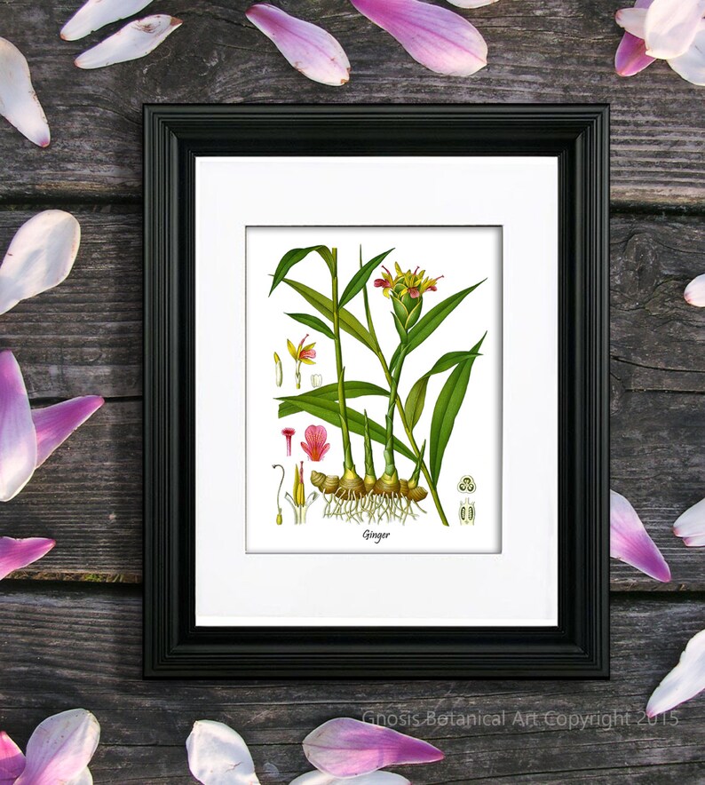 May include: A botanical illustration of ginger, featuring a detailed depiction of the plant's leaves, flowers, and roots. The illustration is framed in black and set against a wooden background.