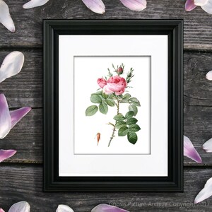 May include: A framed botanical illustration of a pink rose with green leaves and thorns. The rose is in bloom and has a delicate, feminine appearance.