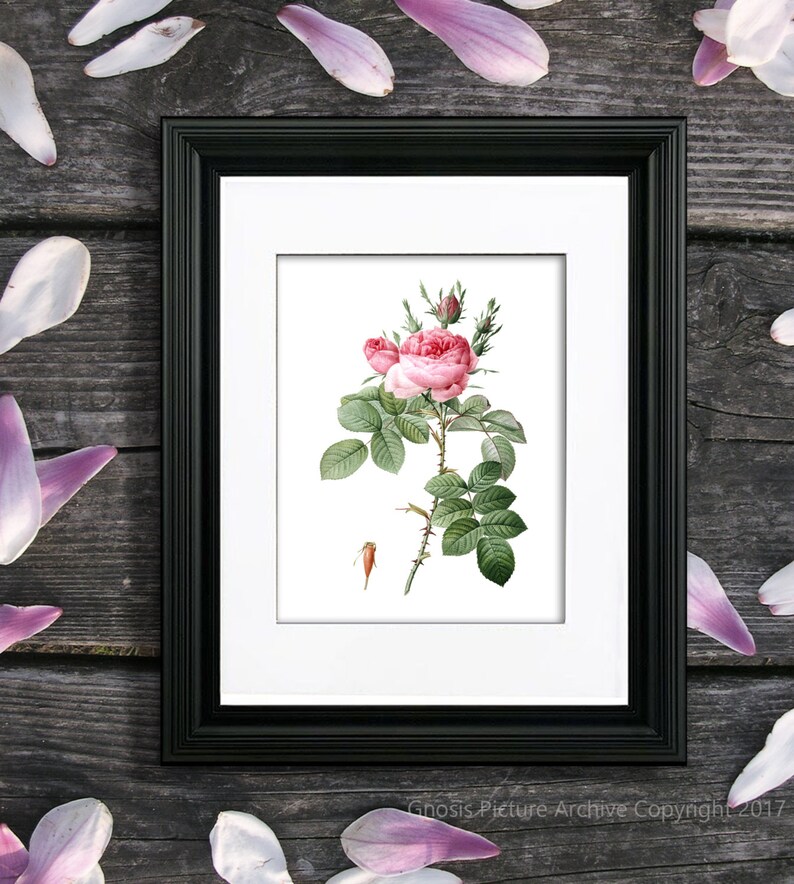 May include: A framed botanical illustration of a pink rose with green leaves and thorns. The rose is in bloom and has a delicate, feminine appearance.