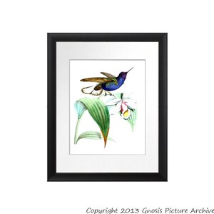Vintage Hummingbird Art Print No.1 Violet blue bird on white flower botanical print Bedroom Decor Spring Summer 8x10 GnosisPictureArchive