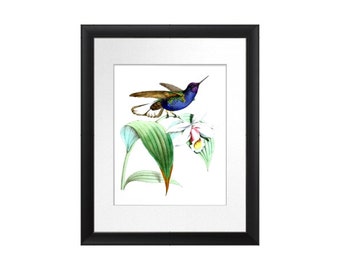 Vintage Hummingbird Art Print No.1 Violet blue bird on white flower botanical print Bedroom Decor Spring Summer 8x10 GnosisPictureArchive