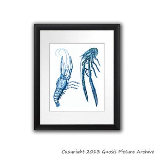 Nautical Art Decor Vintage Crawfish Print no.7 Crustacean illustration Ocean Blue Beach House Decor Bathroom Decor 8x10 print Gnosis Picture