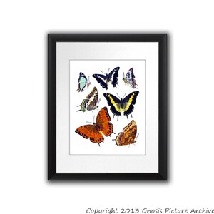 Girl Room Decor Butterfly Print No.14 coloful butterflies insect Wall Art Spring Summer Living Room decor 8x10 Art Print
