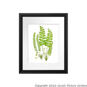 Antique Botanical Fern Print No.12 Wall Art Old Botanical Book Plate Green Fern Leaf Spring Garden Wall Art Decor  8x10 GnosisPictureArchive