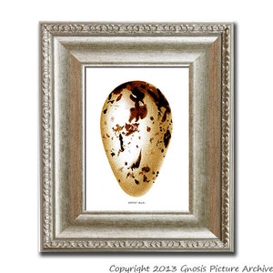 アンティーク　プリント　フレーム　GREAT  AUK Great Auk Antique - Etsy