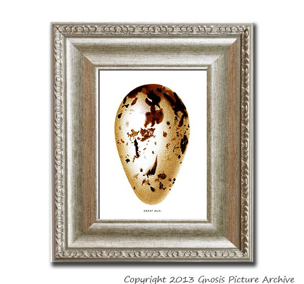 定番のお歳暮&冬ギフトの商品をすべ Great Auk Antique - Etsy コレクション