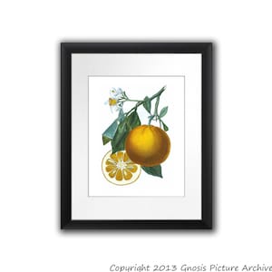 Thanksgiving Decor Fall Decor Citrus Fruit print no.6 Antique Botanical Print Orange Tree Wall Art Decor Dining room decor 8x10 Art