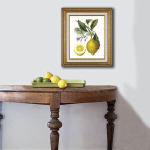 Lemon Art Print No.9 Unframed Wall Art image 4