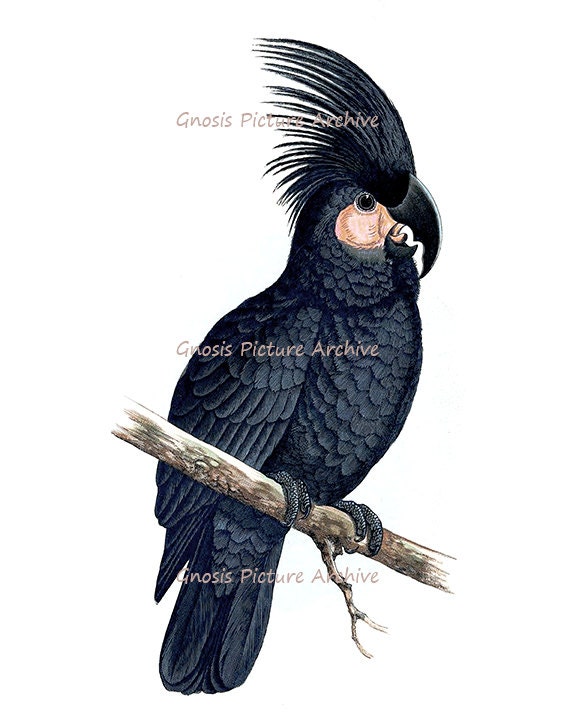 Tenture Murale Oiseau Imprimé Noir Gris Tropical Perroquet No.12 Ancien Enfants Chambre Décor Art Pr