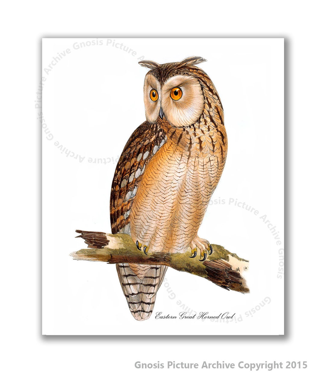 Eastern Great Horned Owl Art Print 8x10" Owl Print #3 Bird Print ...