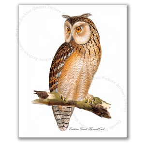 Eastern Great Horned Owl Art print 8X10&quot; Owl Print #3  Bird Print, Gnosis Picture Archive Home Decor Wall Art, Bird of Prey, Halloween Art
