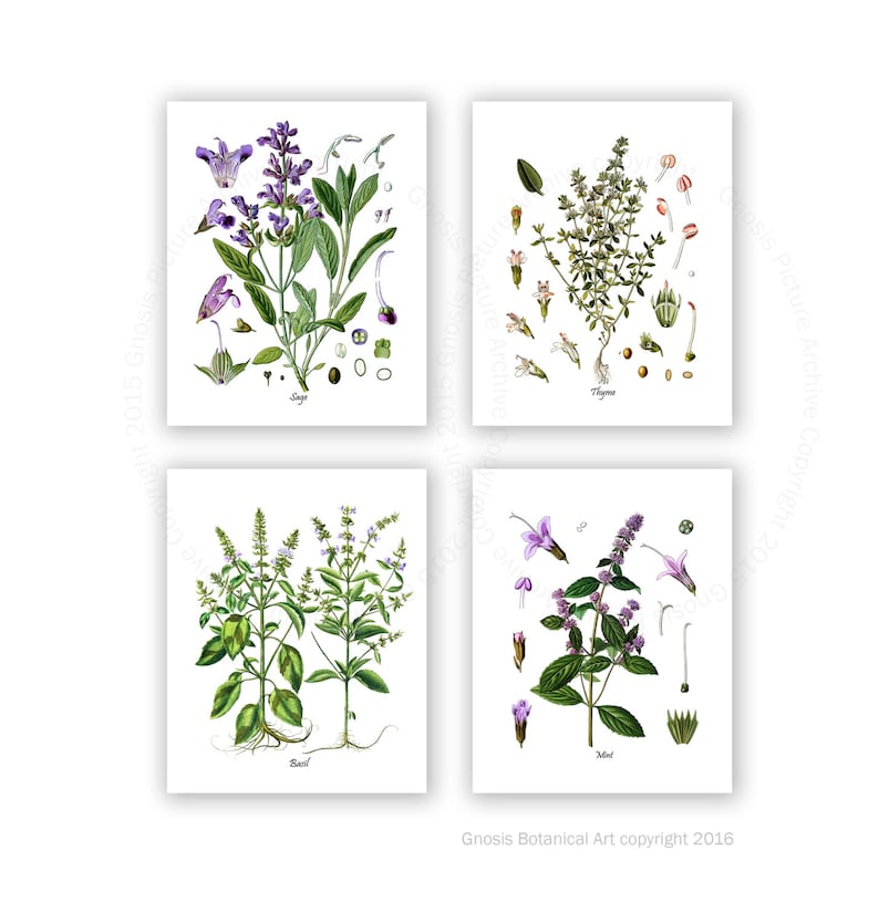 Botanical Herb Prints Set of 4 Unframed Botanical Herb Kitchen Etsy