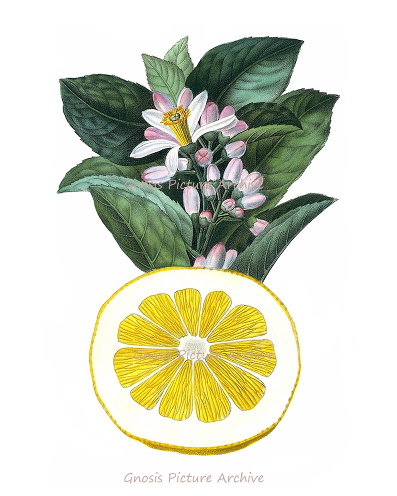 Lemon Art Prints Set of 4 Unframed Botanical Print Set Etsy Etsy