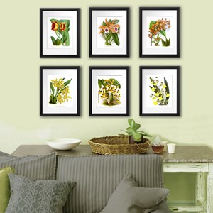 Orchid Plants Botanical Print Set of 6 Vintage Orange Yellow Orchid flowers Prints Tropical Island Hawaiian Decor Wall Decor