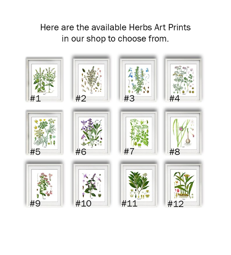 botanical herb prints set of 4 unframed botanical herb... Botanical Herb Prints Set of 4 Unframed Botanical Herb Kitchen Decor ...