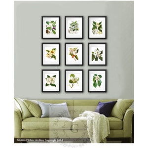 Magnolia Flowers Botanical Art Print set of 9 Botanical Illustrations
