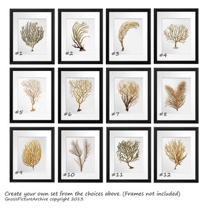 K&ouml;nnte beinhalten: Zw&ouml;lf gerahmte botanische Drucke mit verschiedenen korallen- und pflanzenartigen Strukturen in Gold-, Braun- und Gr&uuml;nt&ouml;nen. Jeder Druck ist nummeriert und vor einem wei&szlig;en Hintergrund in einem schwarzen Rahmen platziert. Die Drucke sind in einem Raster angeordnet.