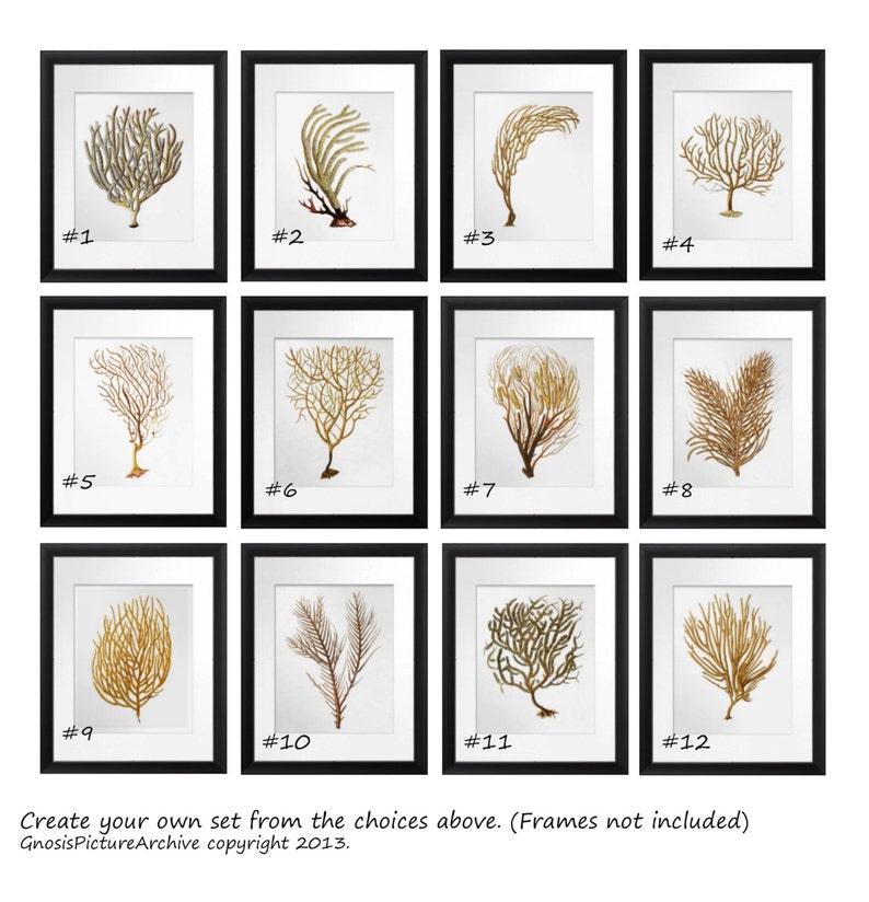 K&ouml;nnte beinhalten: Zw&ouml;lf gerahmte botanische Drucke mit verschiedenen korallen- und pflanzenartigen Strukturen in Gold-, Braun- und Gr&uuml;nt&ouml;nen. Jeder Druck ist nummeriert und vor einem wei&szlig;en Hintergrund in einem schwarzen Rahmen platziert. Die Drucke sind in einem Raster angeordnet.