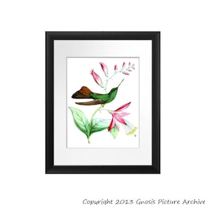 Vintage Hummingbird Art Print No.3 green bird on pink flower botanical print Bedroom Decor Spring Summer 8x10 GnosisPictureArchive