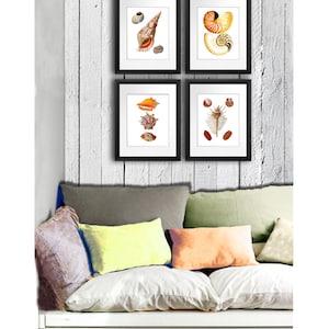 Sea Shells Beach Decor Set of 4 Art Prints orange brown red shells Coastal Wall Art, Beach Bathroom Wall Art, Beach Art Prints