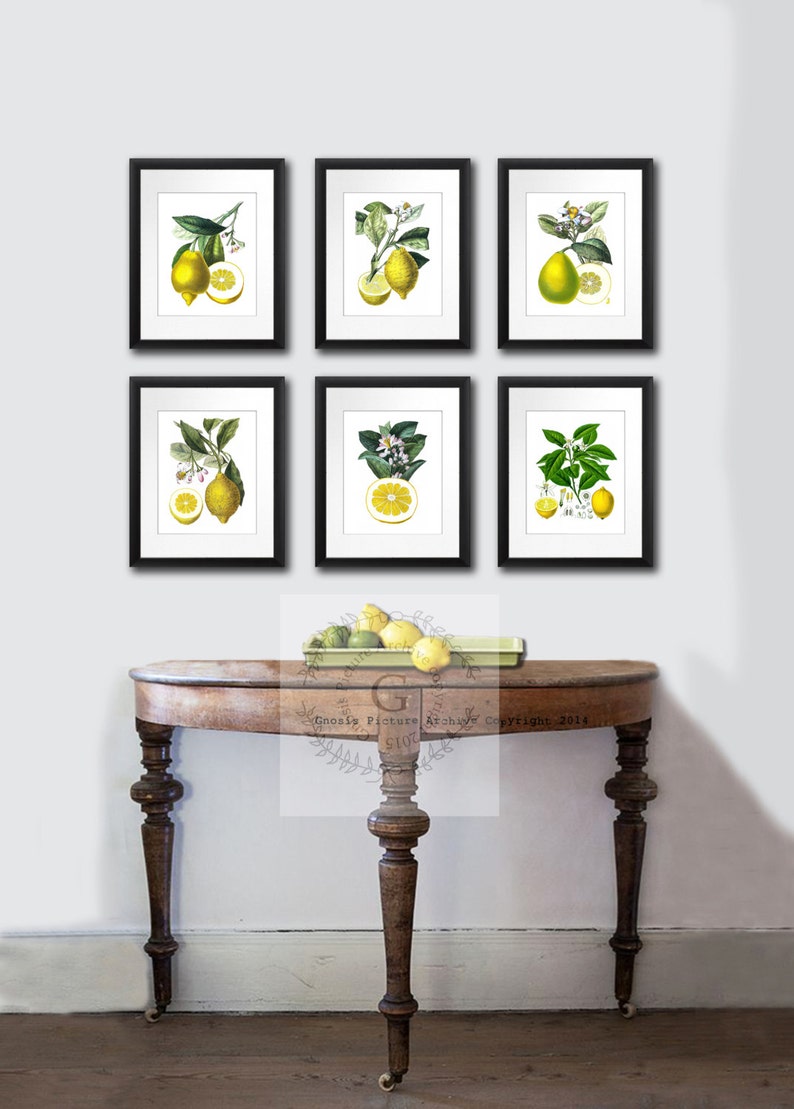 Lemons Vintage Botanical Illustrations Art print Set of 6 Citrus Prints Dining Room Wall Decor image 3