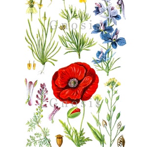 Wild Flowers Art Prints set of 12 English Country Decor Wild Flower Wall Art image 2