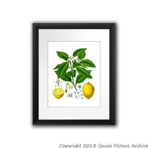 Lemon No.7 Citrus Fruit Art Print Great for Lemonade Stand Decor