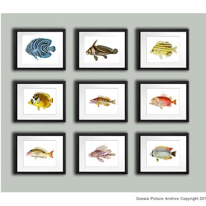 Set of 9 Fish Art, Sea Life Print, Angelfish, Kids Fish Art, Ocean Theme Nursery, Coral Reef Decor, Under The Sea Art Fisheries student gift