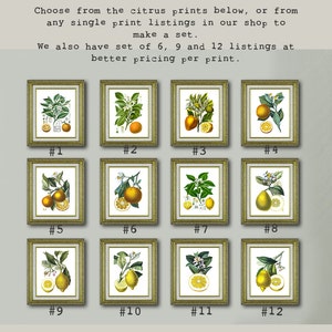 Lemon Art Print No.9 Unframed Wall Art image 5