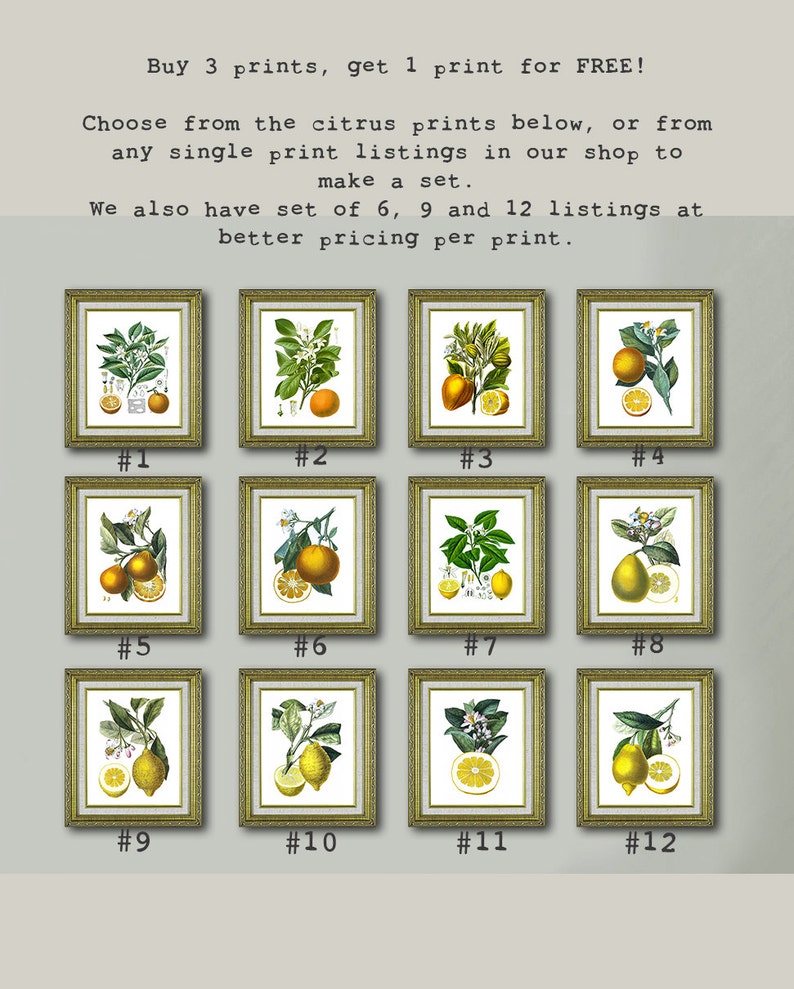 Lemon Art Print No.9 Unframed Wall Art image 5