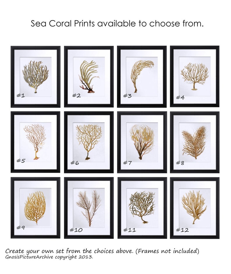 Beach Wall Decor Sea Fan Art Sea Coral Prints Set of 12 Etsy