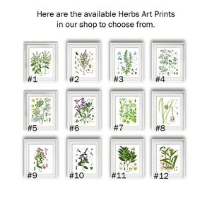 May include: Twelve framed botanical illustrations of herbs, each with a white background and a white frame. The illustrations are numbered 1 through 12.