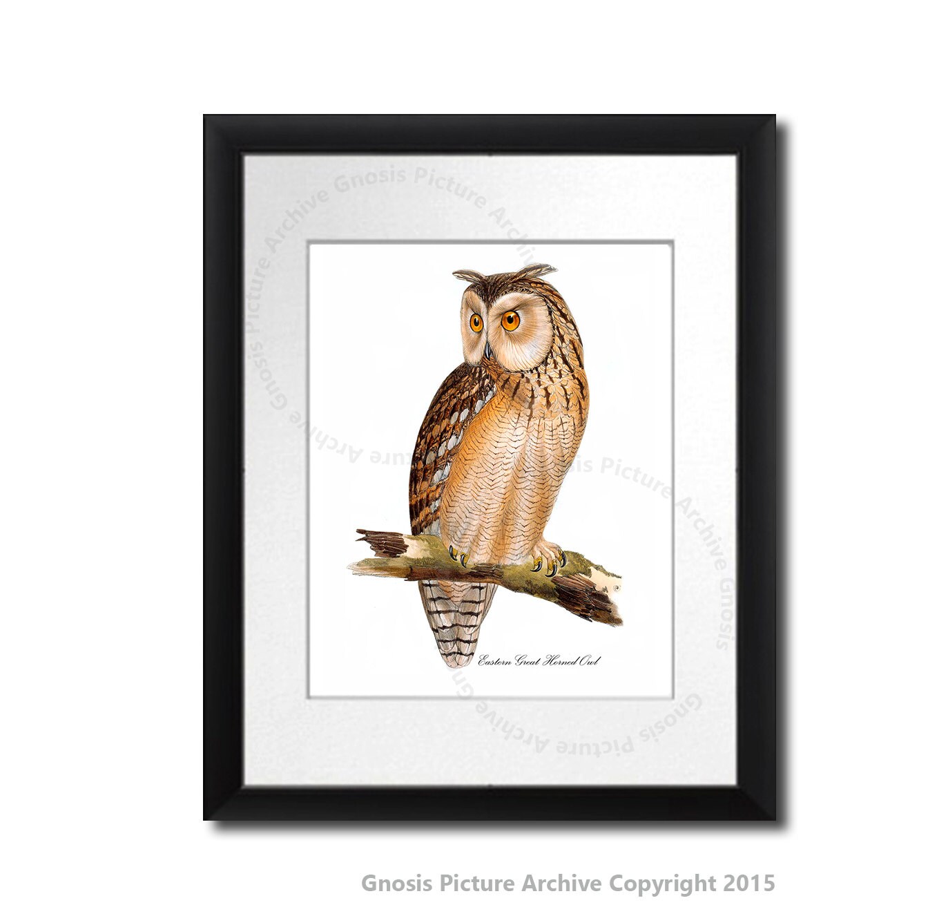 Eastern Great Horned Owl Art Print 8x10" Owl Print #3 Bird Print ...