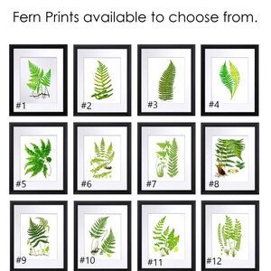 May include: Twelve framed prints of different fern varieties, each with a white background and a black frame. The prints are numbered 1 through 12.