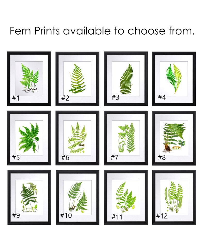 May include: Twelve framed prints of different fern varieties, each with a white background and a black frame. The prints are numbered 1 through 12.