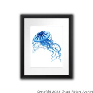 Antique Sealife Print Blue Jellyfish Art Print no.3 Beach Art Decor, Bathroom Wall Art, Coastal Decor, Gnosis Picture Archive 8x10 Print
