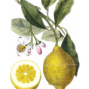 Lemons Vintage Botanical Illustrations Art print Set of 6 Citrus Prints Dining Room Wall Decor image 4