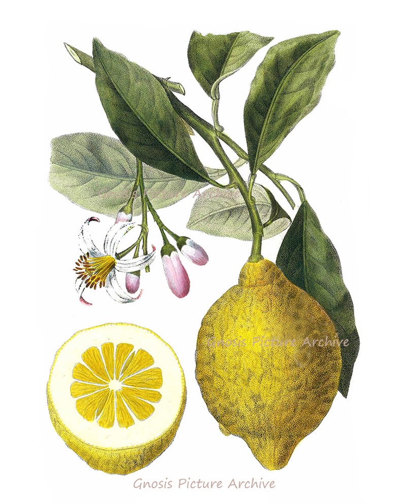 Lemons Vintage Botanical Illustrations Art print Set of 6 Citrus Prints Dining Room Wall Decor image 4