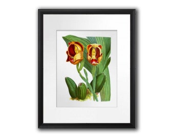 Antique Botanical Print Orchid No.1 Wall Art Tropical Decor Wall Hanging Orange Red Green botanical flower print  8x10 Giclee Art Print