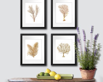 Sea Fan Art Print, Sea Coral Prints Set of 4  Beach Wall Decor wheat tan wall art coastal art decor GnosisPictureArchive