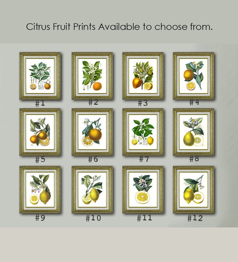 Lemons Vintage Botanical Illustrations Art print Set of 6 Citrus Prints Dining Room Wall Decor image 6