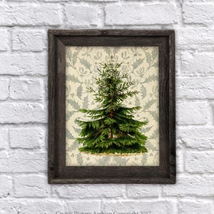Christmas Tree Wall Art  Nordmann FIR Coniferous Evergreen Plant Tree  Christmas Wall Decor Christmas Decor