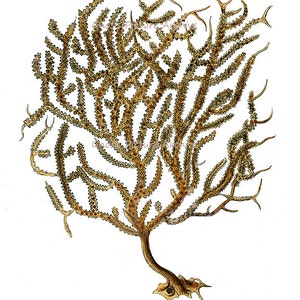 K&ouml;nnte beinhalten: Botanische Illustration eines Seef&auml;chers, mit einer verzweigten Struktur und zahlreichen kleinen, abgerundeten Vorspr&uuml;ngen. Das Kunstwerk ist in Braun- und Gelbt&ouml;nen auf wei&szlig;em Hintergrund gehalten, mit feinen Details und zarten Linien.