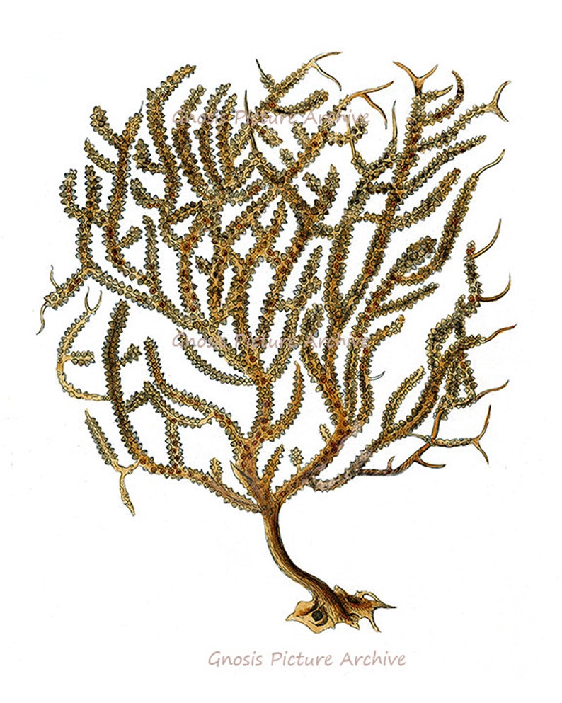 K&ouml;nnte beinhalten: Botanische Illustration eines Seef&auml;chers, mit einer verzweigten Struktur und zahlreichen kleinen, abgerundeten Vorspr&uuml;ngen. Das Kunstwerk ist in Braun- und Gelbt&ouml;nen auf wei&szlig;em Hintergrund gehalten, mit feinen Details und zarten Linien.