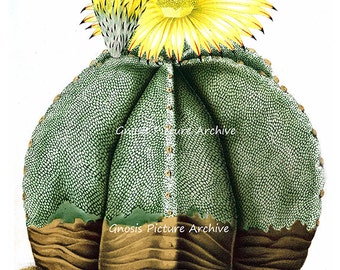 Antique Botanical Art Print Yellow Flowering Cactus No.7 Southwestern Summer Desert Wedding Gift Wall Decor Wall Hanging Art Print 8x10